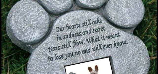 A Tribute to Our Beloved Companions: Honouring Pet Memories