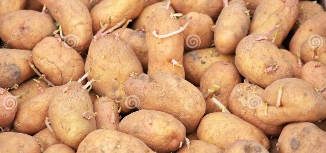 Planting Potatoes: Unveiling the Secrets of a Bountiful Harvest