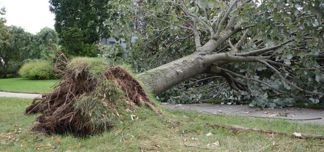 Saying Goodbye to Giants: The Art of Tree Removal