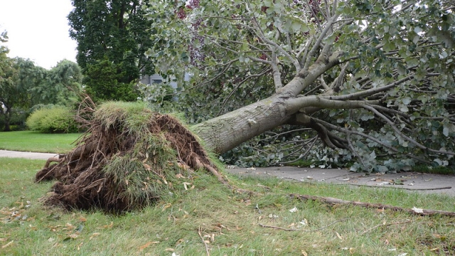 Saying Goodbye to Giants: The Art of Tree Removal