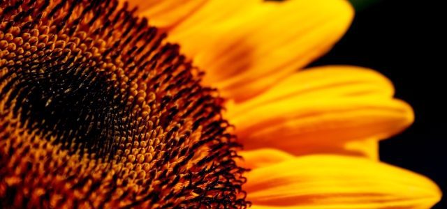 Cabbage Worms vs Harvesting Sunflowers