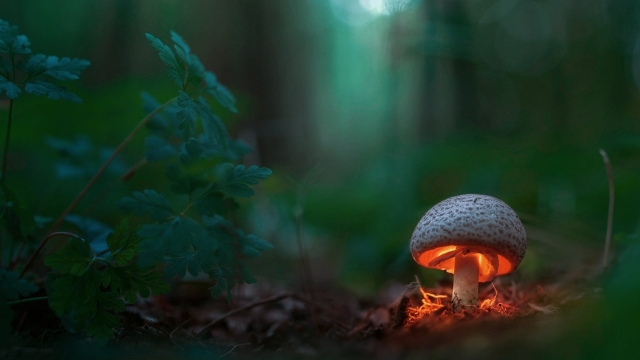 Fungi Fantasia: Unveiling the Secrets of Mushroom Cultivation!