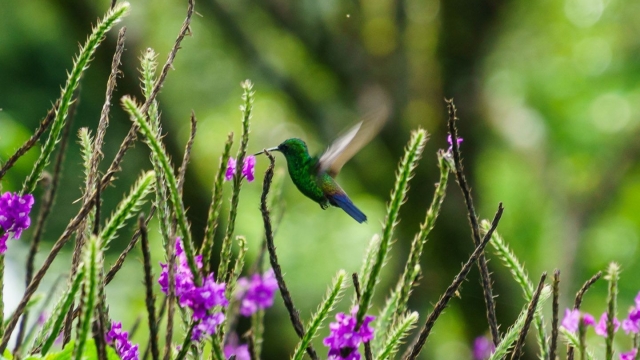 The Dance of Diversity: Exploring the Rich Tapestry of Ecology and Biodiversity