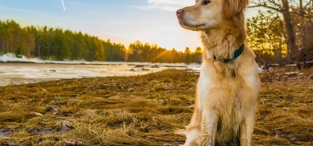 Unleashing Fun: The Ultimate Guide to Choosing the Perfect Dog Daycare