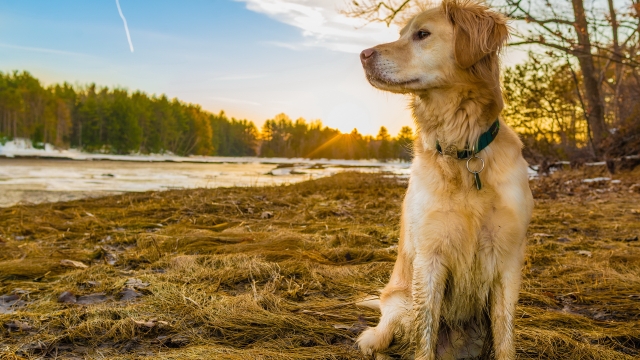 Unleashing Fun: The Ultimate Guide to Choosing the Perfect Dog Daycare