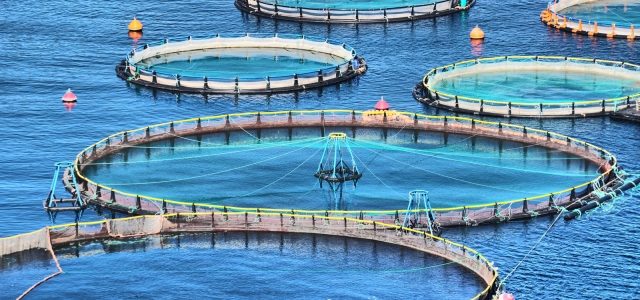 Revolutionizing Oceans: The Future of Aquaculture Technology