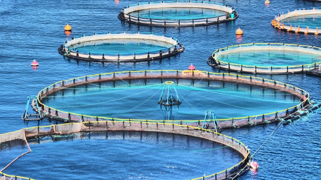 Revolutionizing Oceans: The Future of Aquaculture Technology