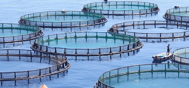 Revolutionizing Our Waters: The Future of Aquaculture Technology