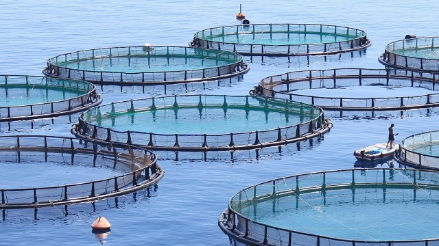 Revolutionizing Our Waters: The Future of Aquaculture Technology