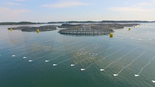 Revolutionizing the Future: The Rise of Aquaculture Technology