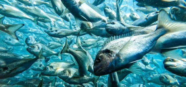 Revolutionizing the Waves: The Future of Aquaculture Technology