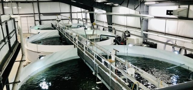 Revolutionizing the Waves: The Future of Aquaculture Technology