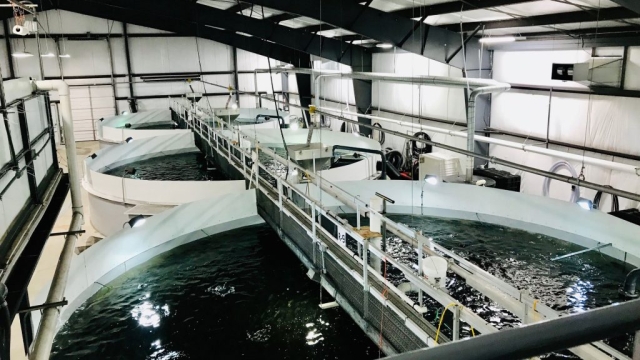 Revolutionizing the Waves: The Future of Aquaculture Technology